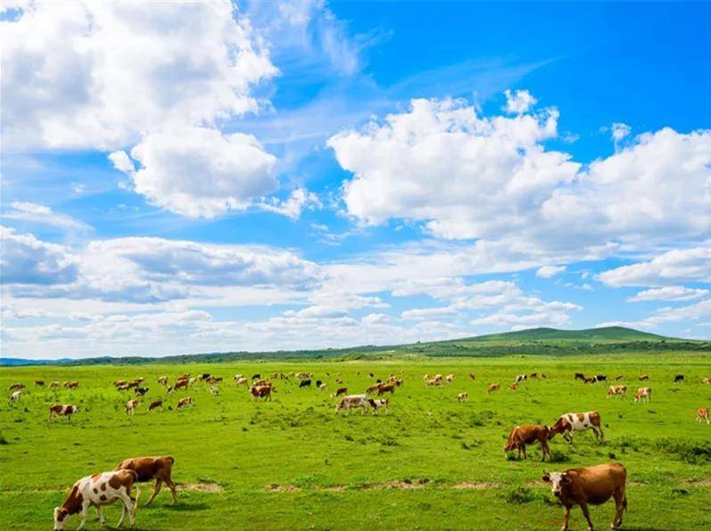 草原之声，内蒙古的呼唤